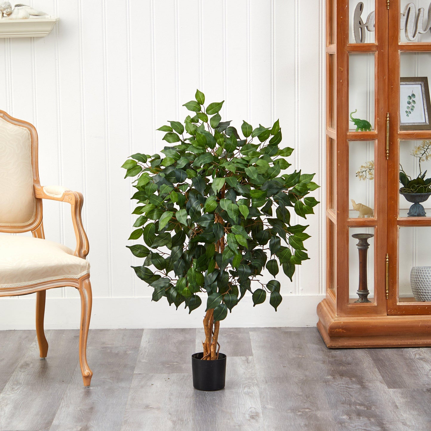 3' Ficus Silk Tree