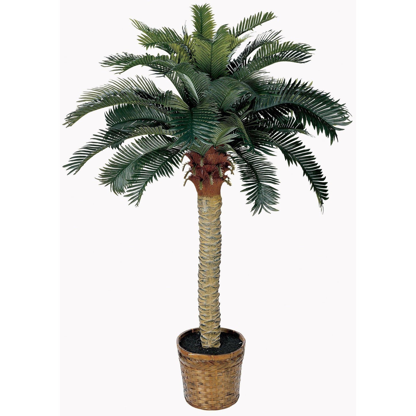 4' Sago Silk Palm Tree