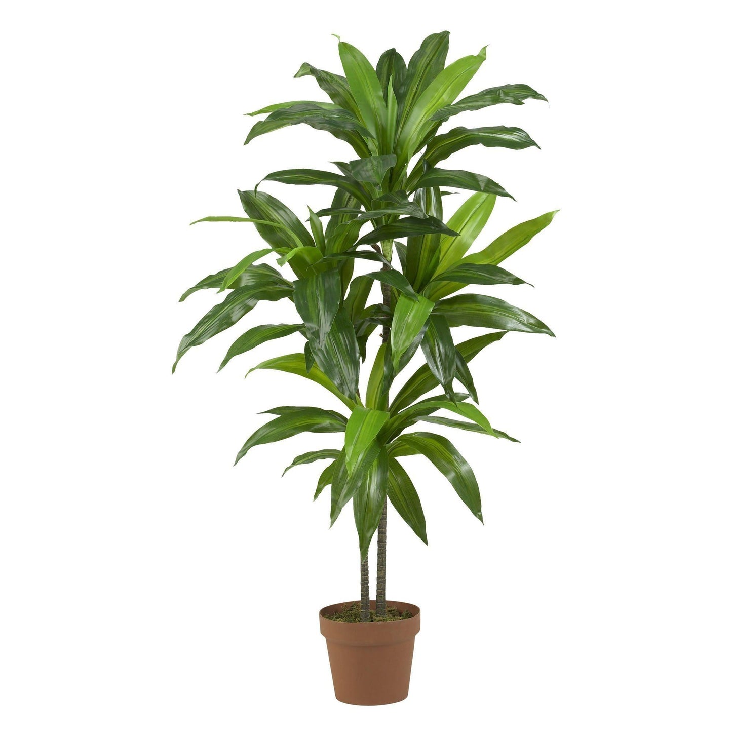 48" Dracaena Silk Plant (Real Touch)"